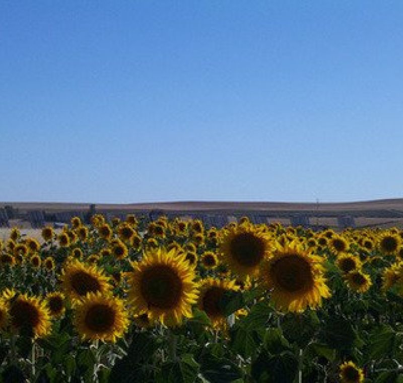 Vista de la instalación desde campo de girasoles