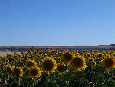 Vista de la instalación desde campo de girasoles