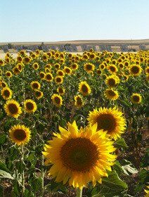 Girasoles y fotovoltaica