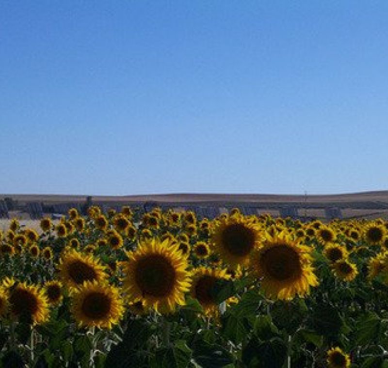 Vista de la instalación desde campo de girasoles